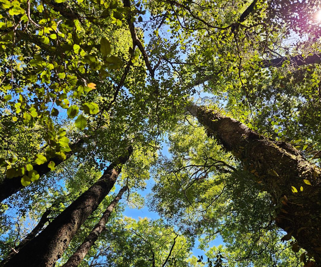 Explore the South Island's