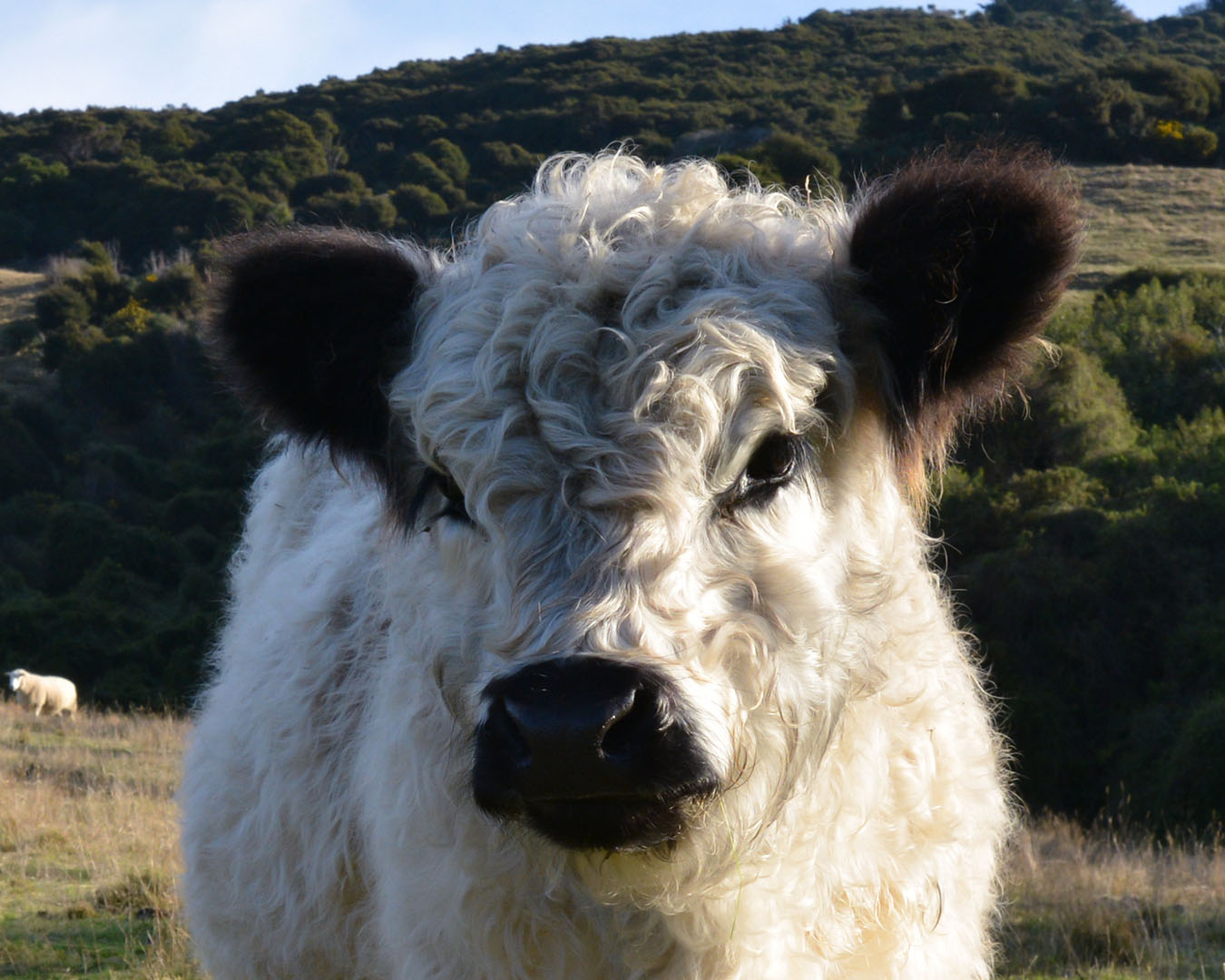 Luke our Miniature Galloway, the most beautiful bull in the land!