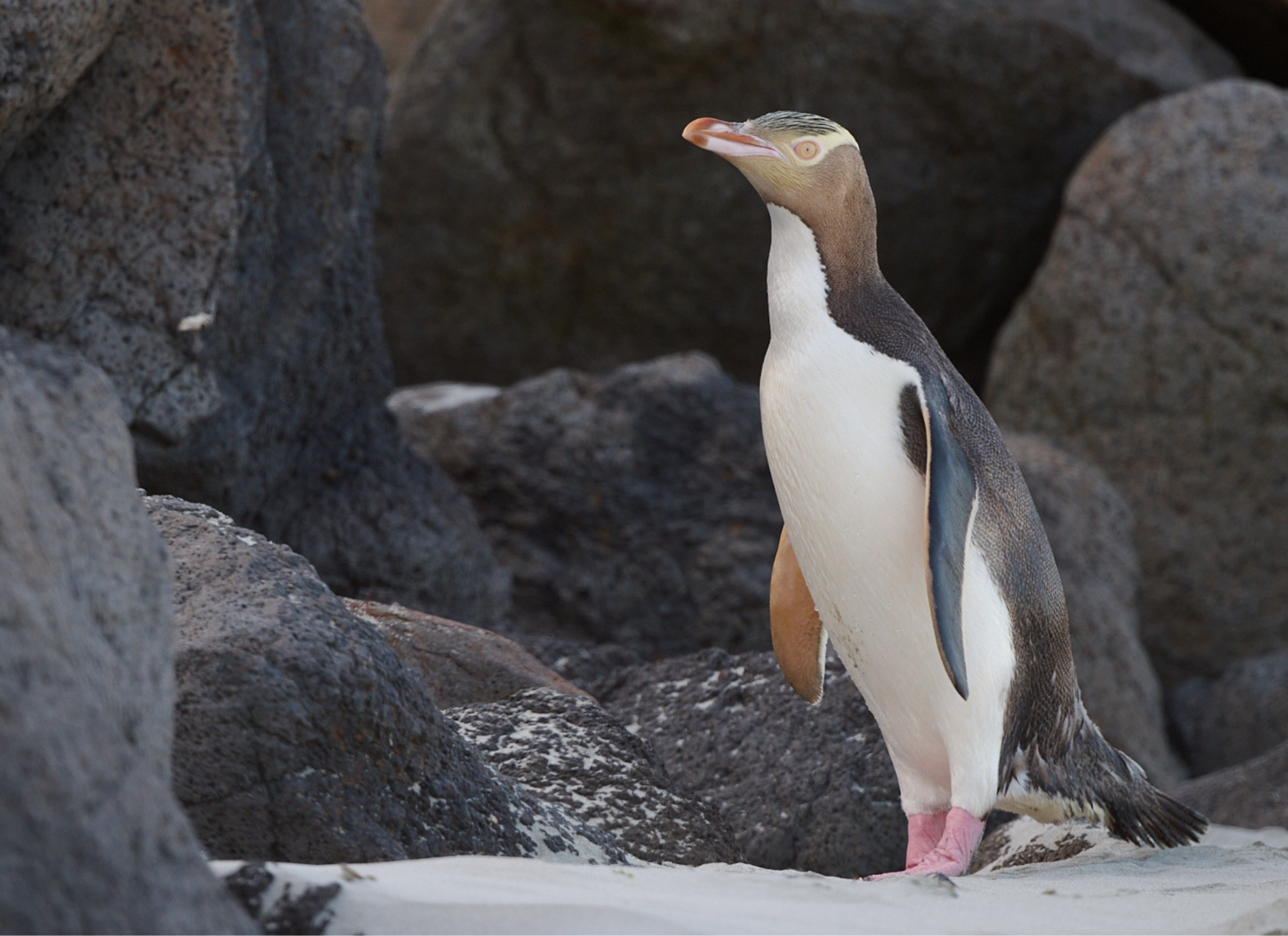 View rare yellow-eyed penguin viewed from a secluded beach hide.