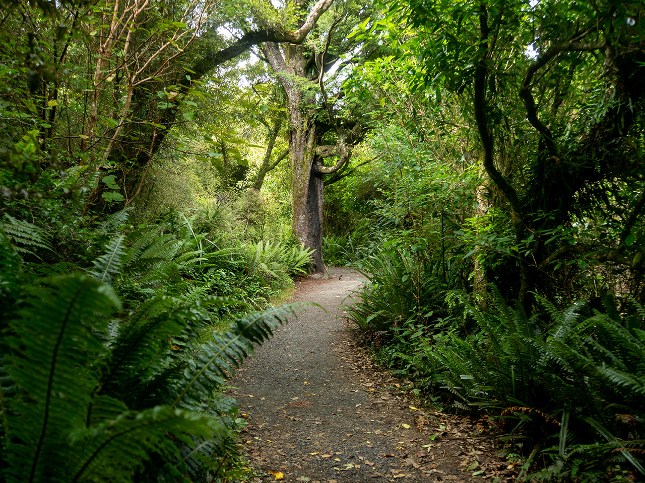 Orokonui forest