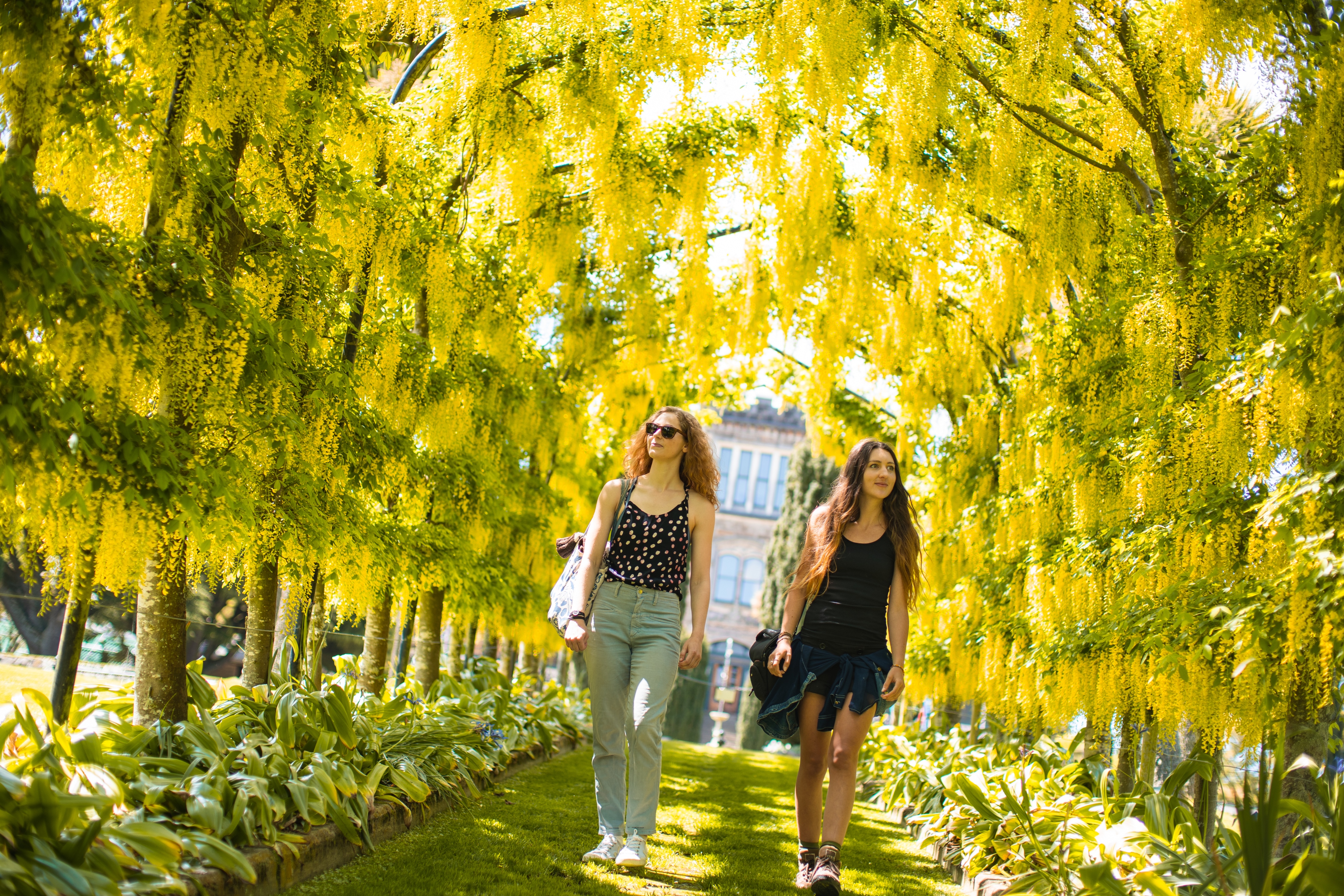 Laburnum Arch in full bloom