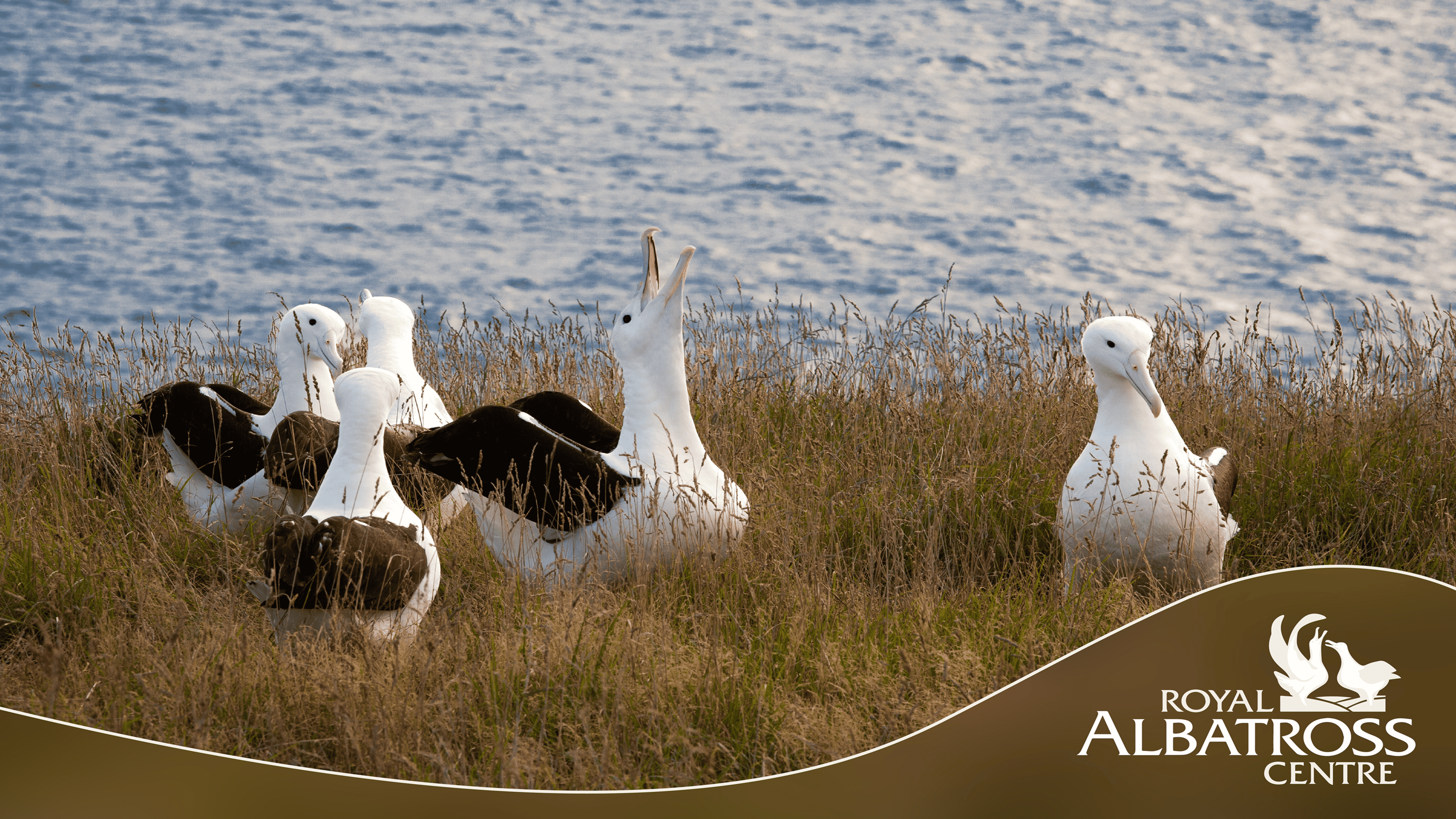 Albatross courting party
