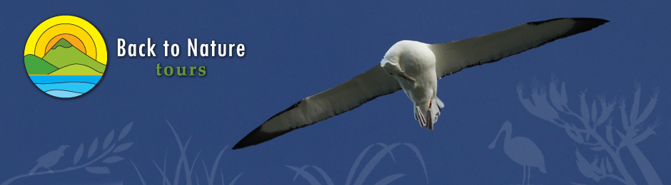 Logo: Back to Nature Tours