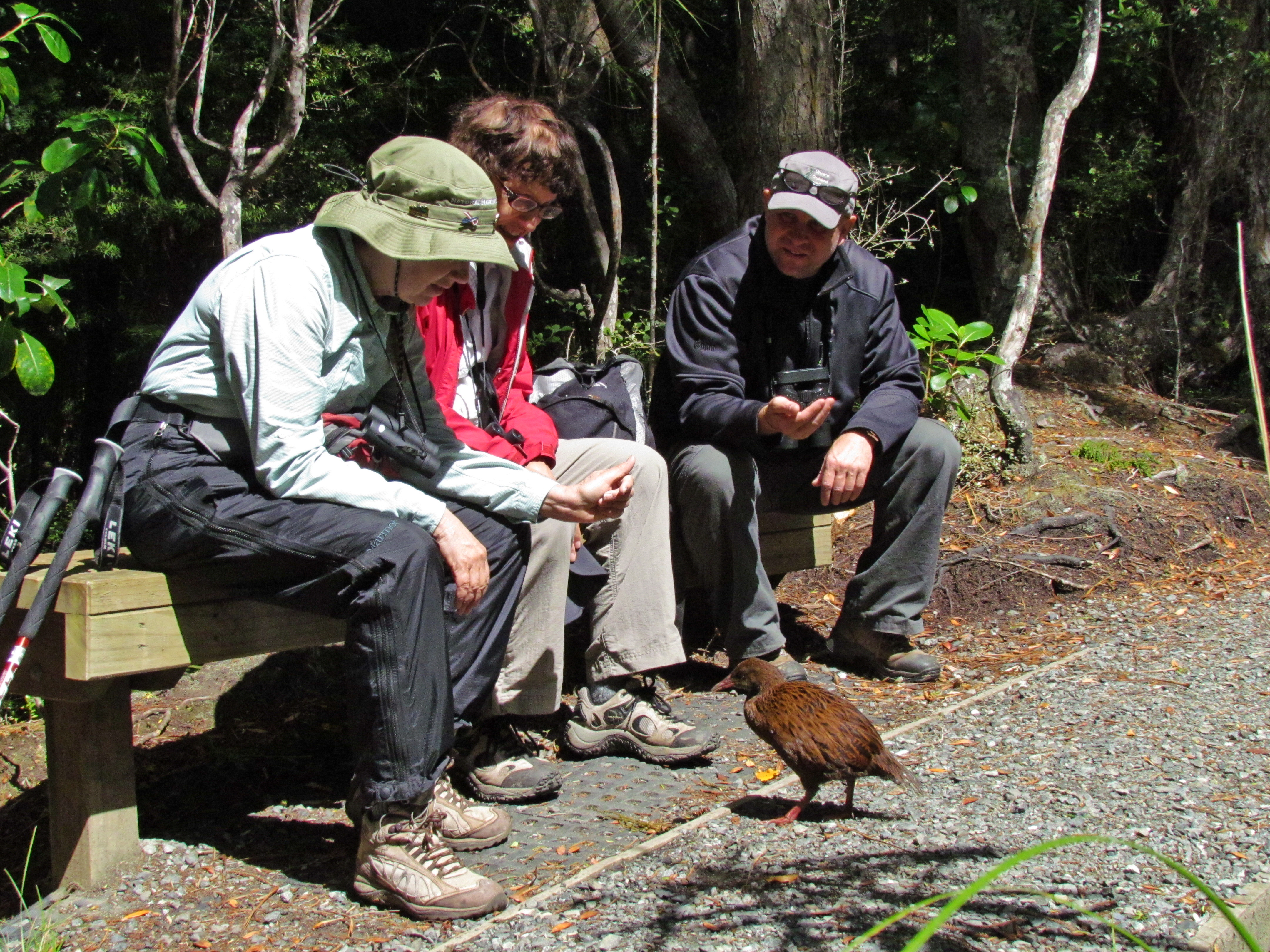 Stewart Island weka - Ulva Island, New Zealand