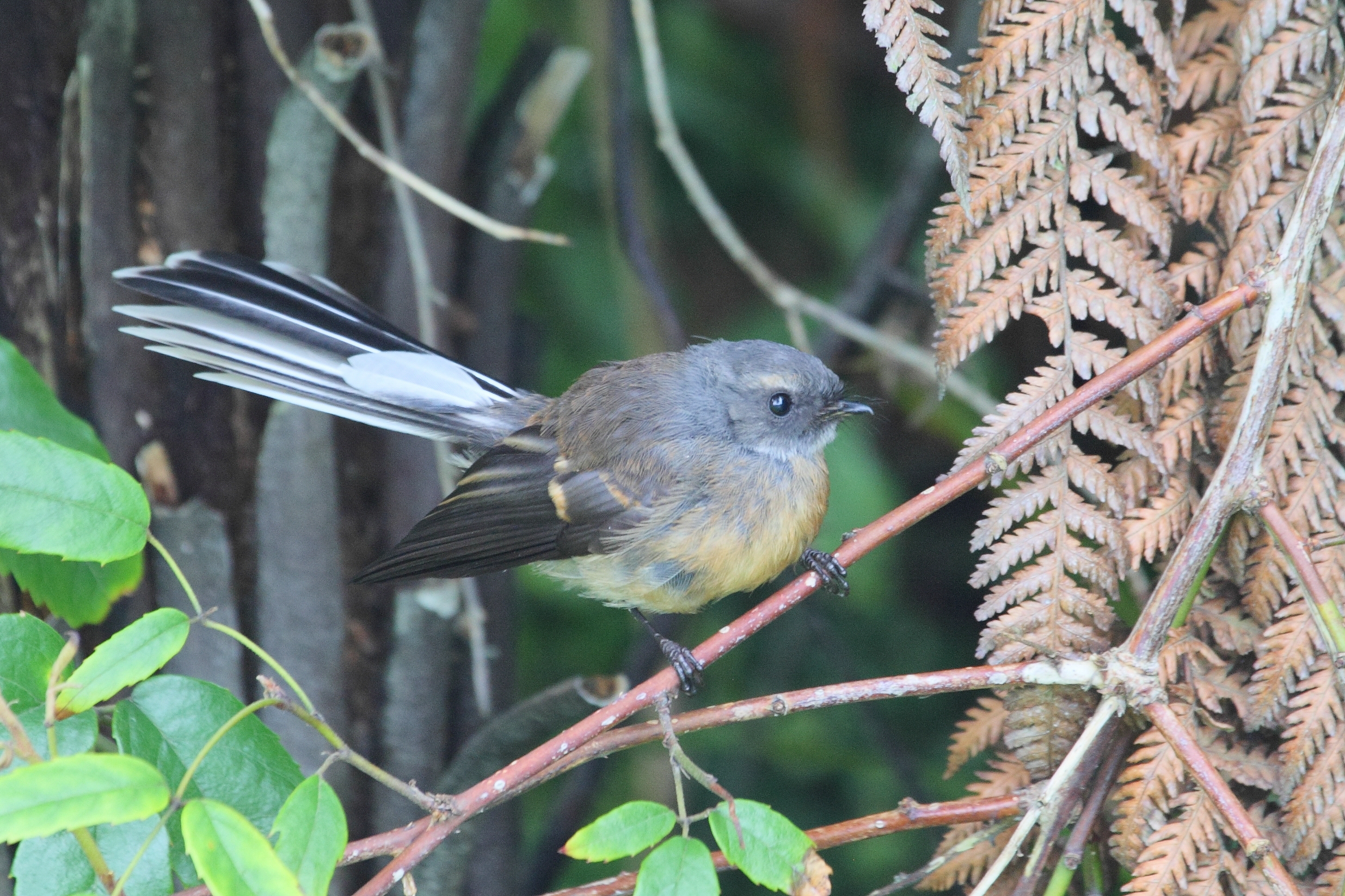“Your New Zealand natural history and birding experts”. 