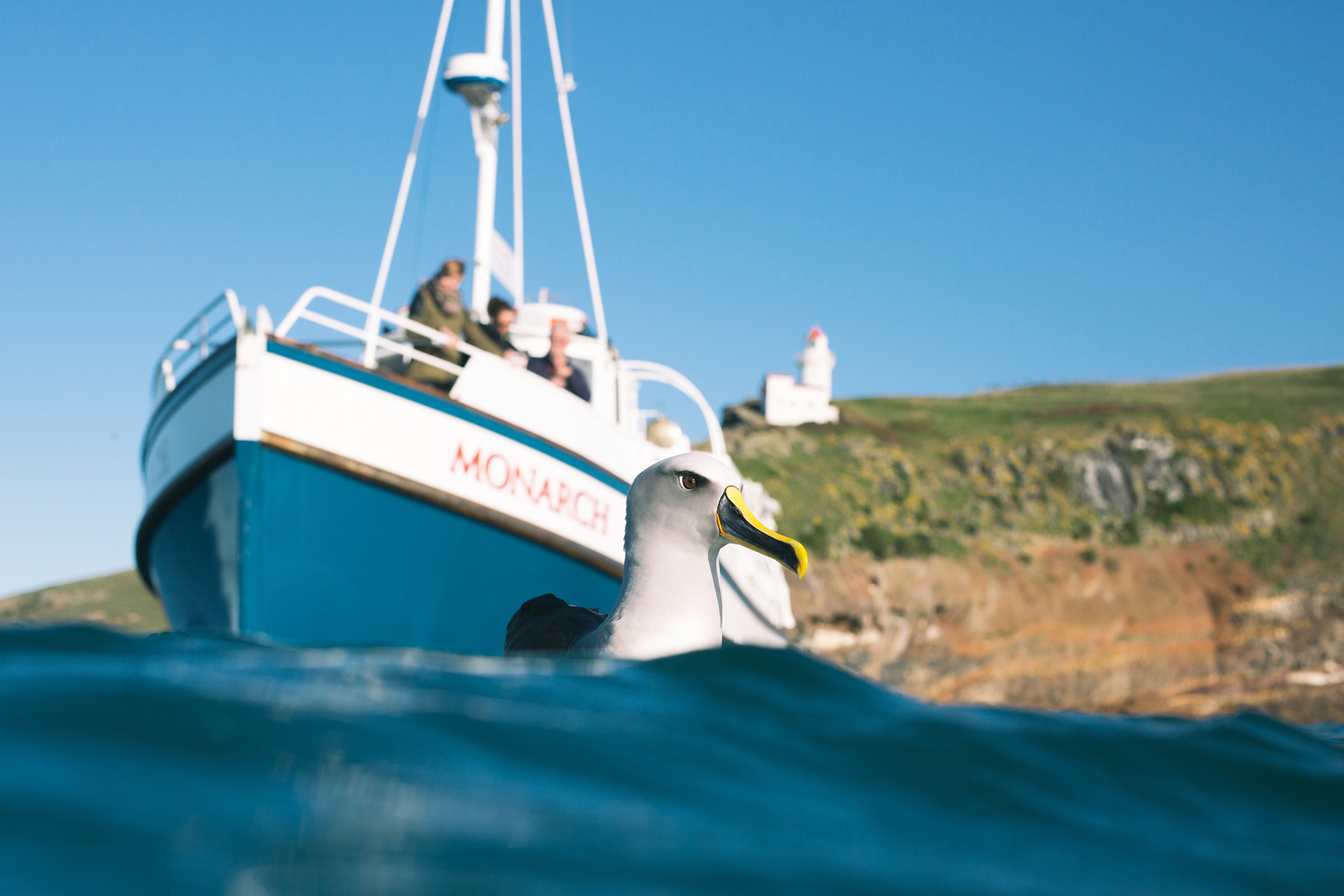 Watching a beautiful Bullers Albatross in Lighthouse Bay.