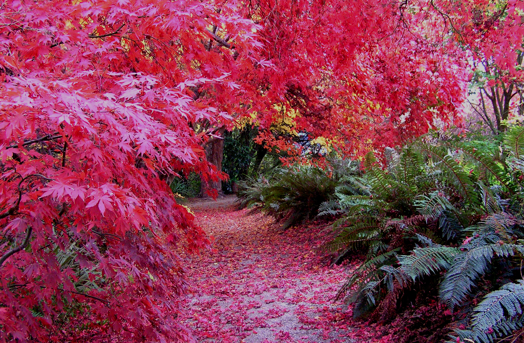 Rhododendron Dell, Dunedin Botanic Garden
