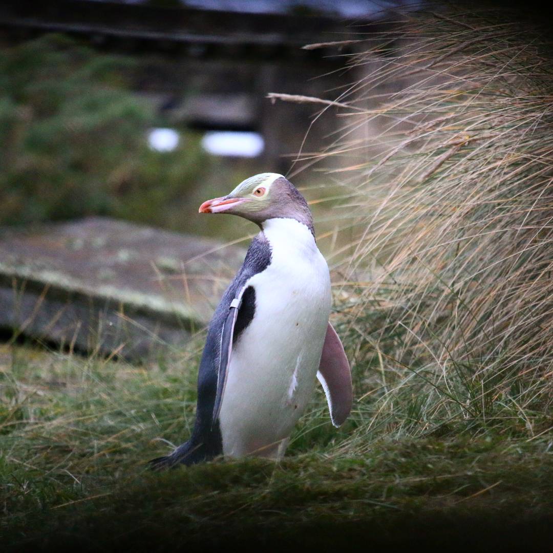 Yellow-eyed Penguin returns from daily foraging trip 