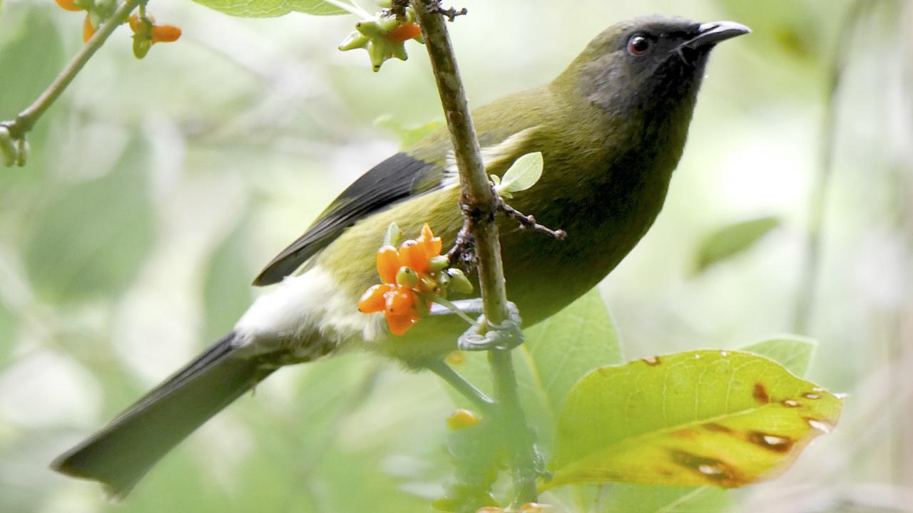 Bellbird singing in the trees 