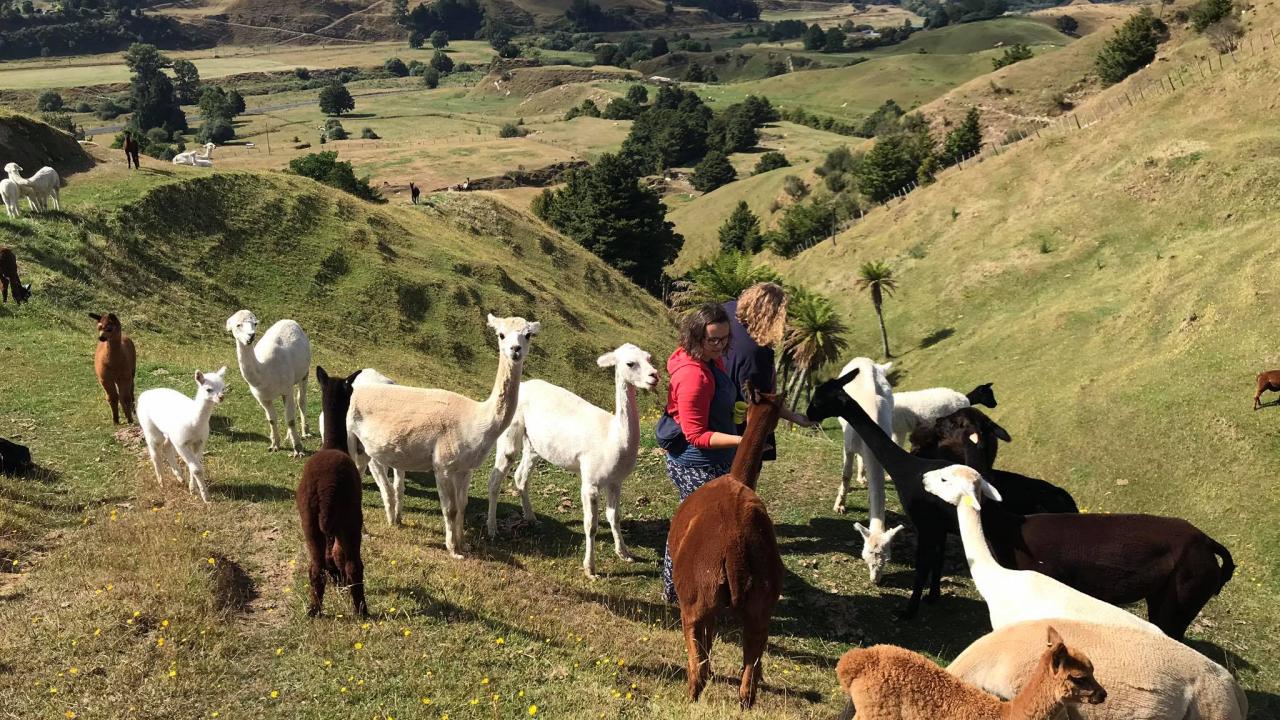 Feeding the alpacas up in the Hills on an Alpaca Trek