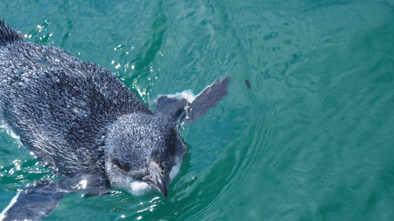 Penguins (Korora)