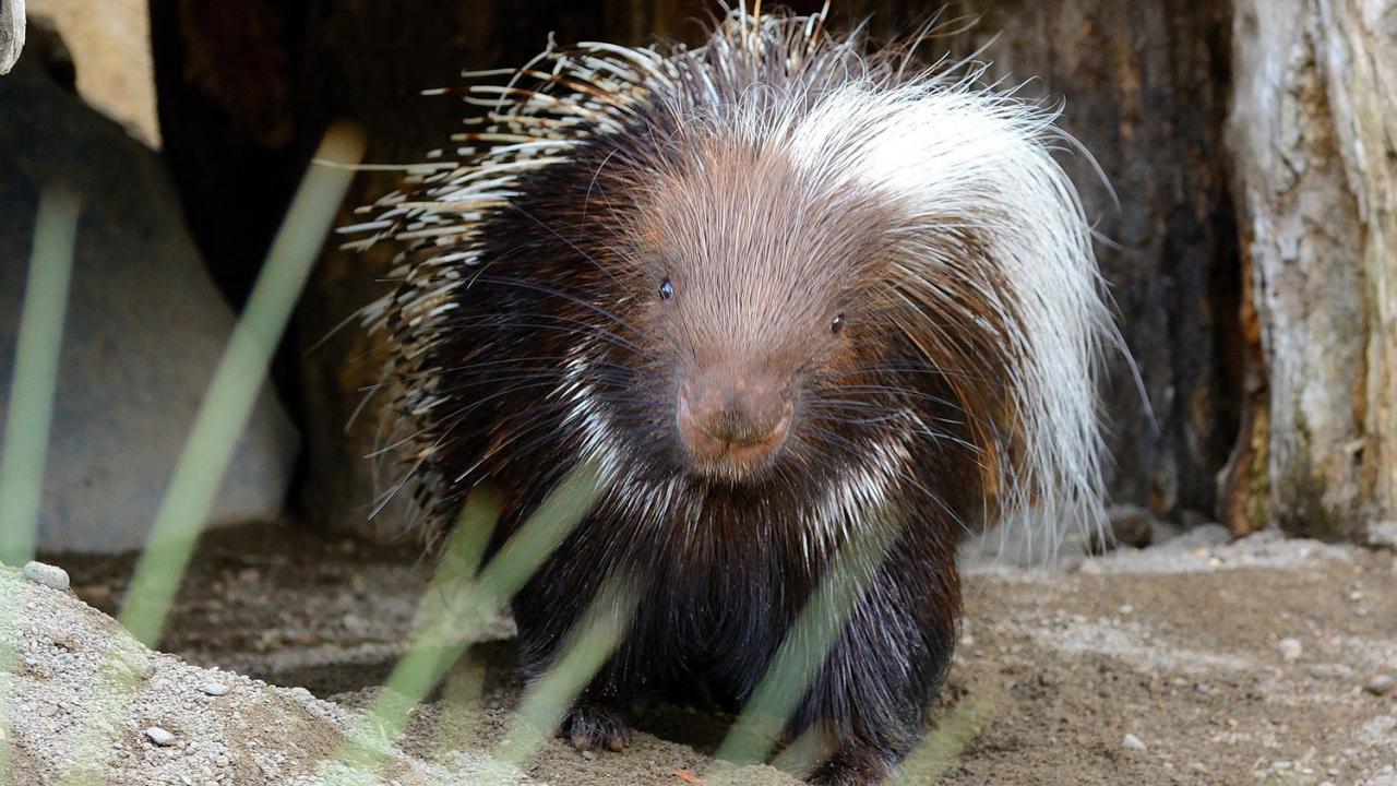 African Crested Porcupine