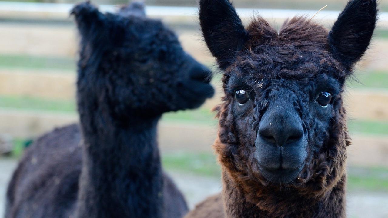 Alpaca