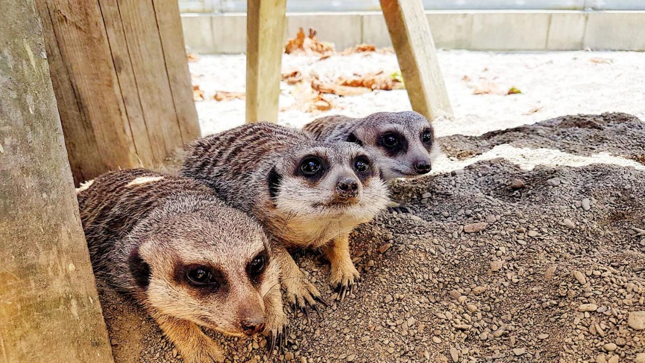 Meerkats