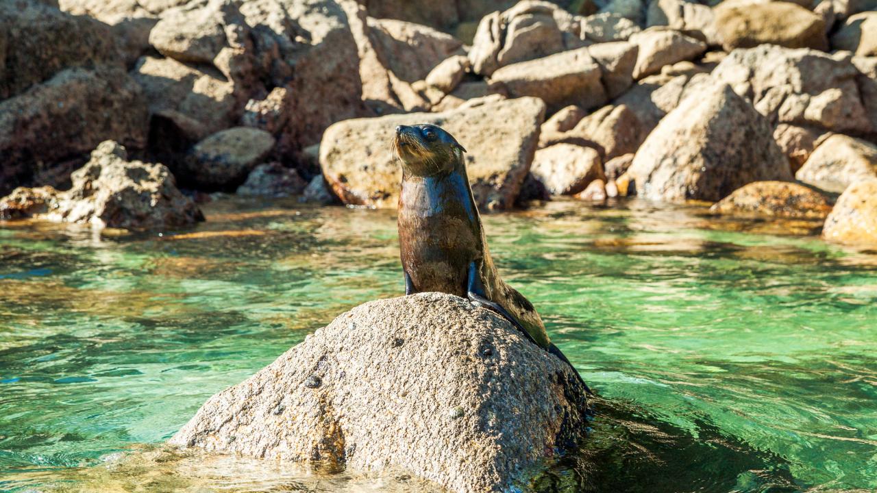Fur seal bathing on a rock