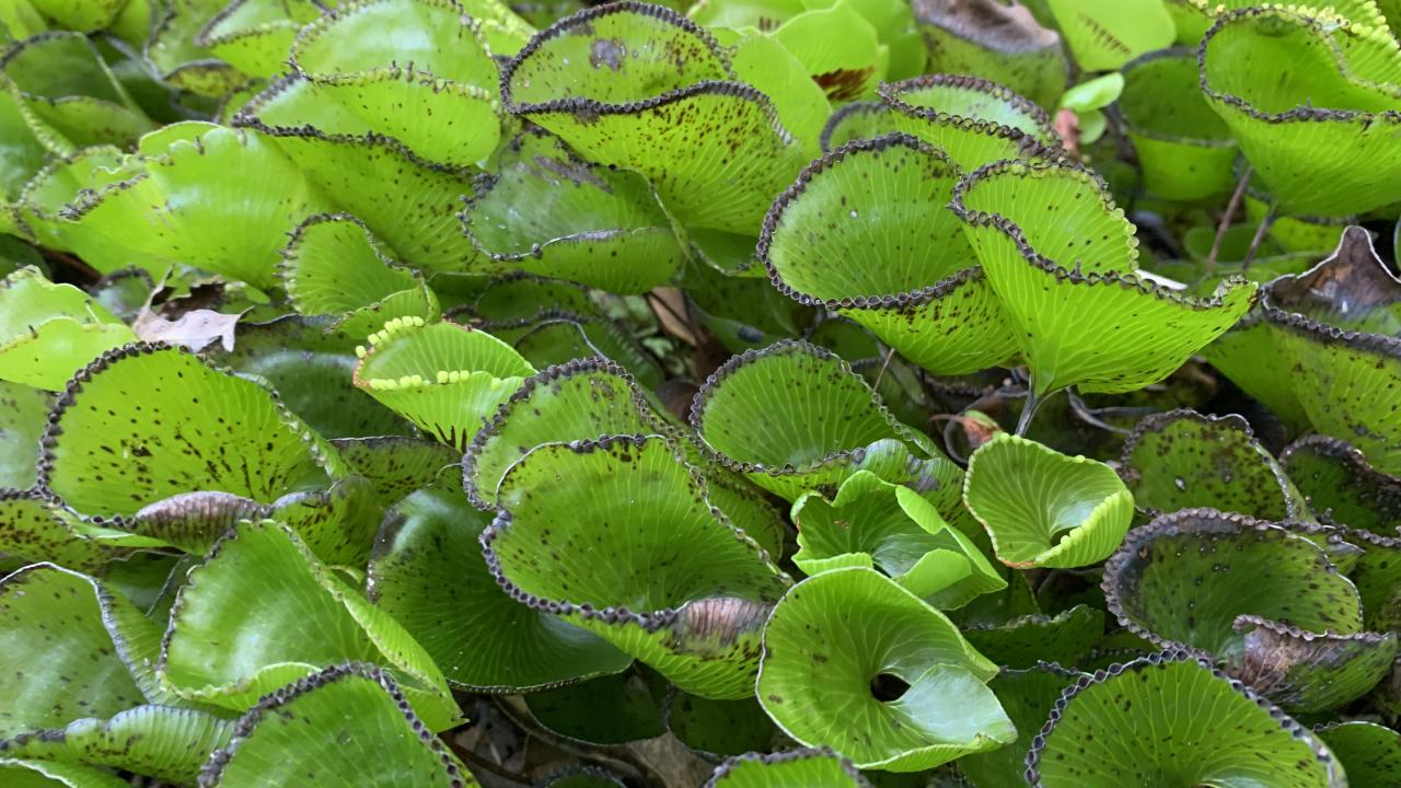 Kidney fern