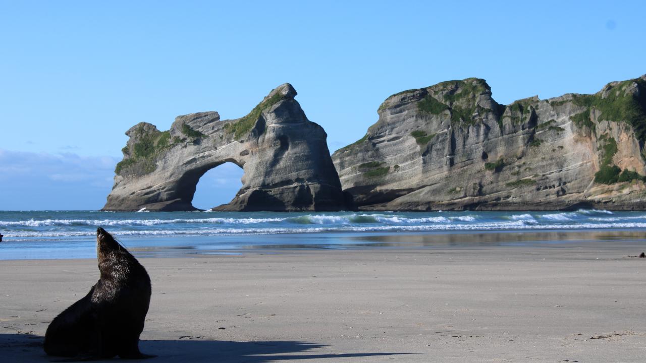Fur Seal on the beach