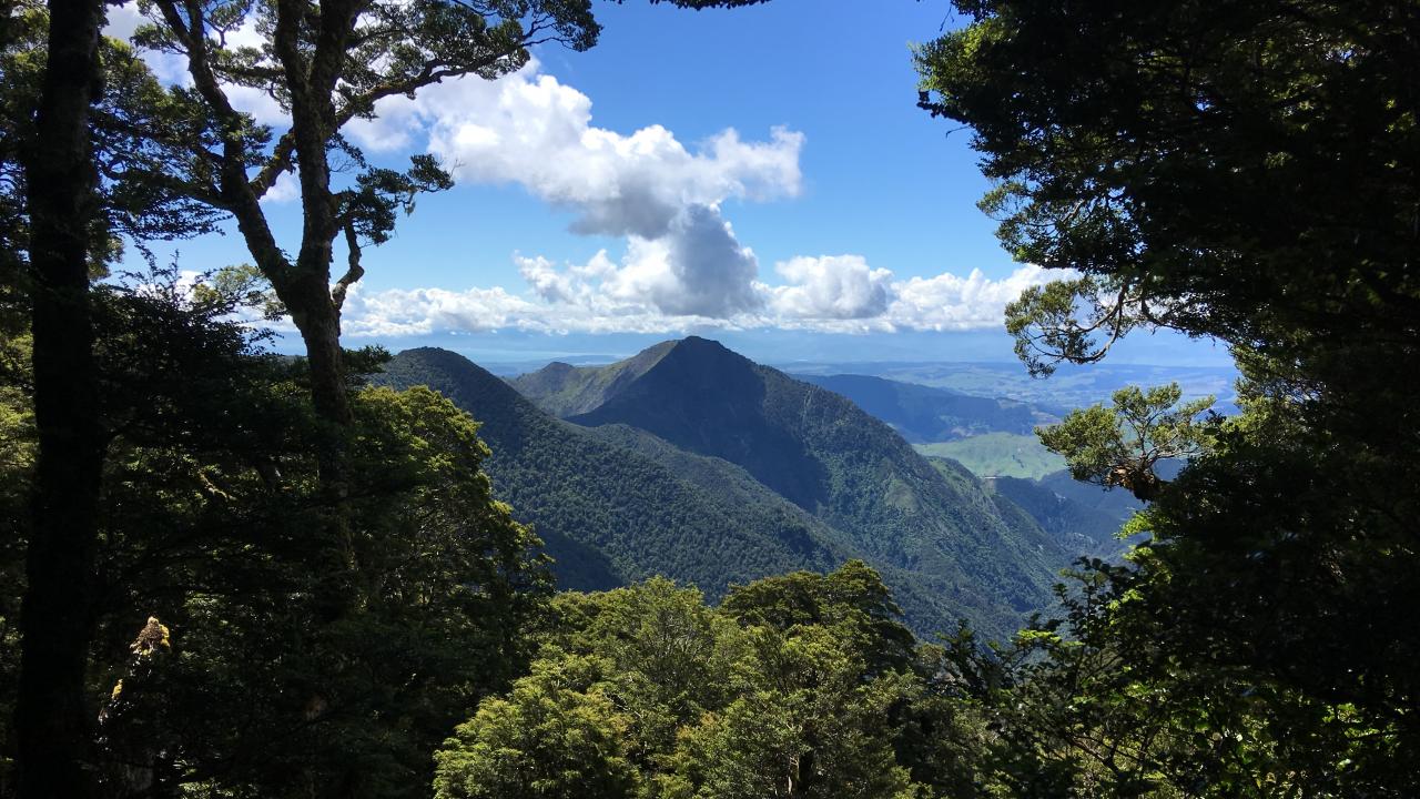 View part-way up Mt Arthur
