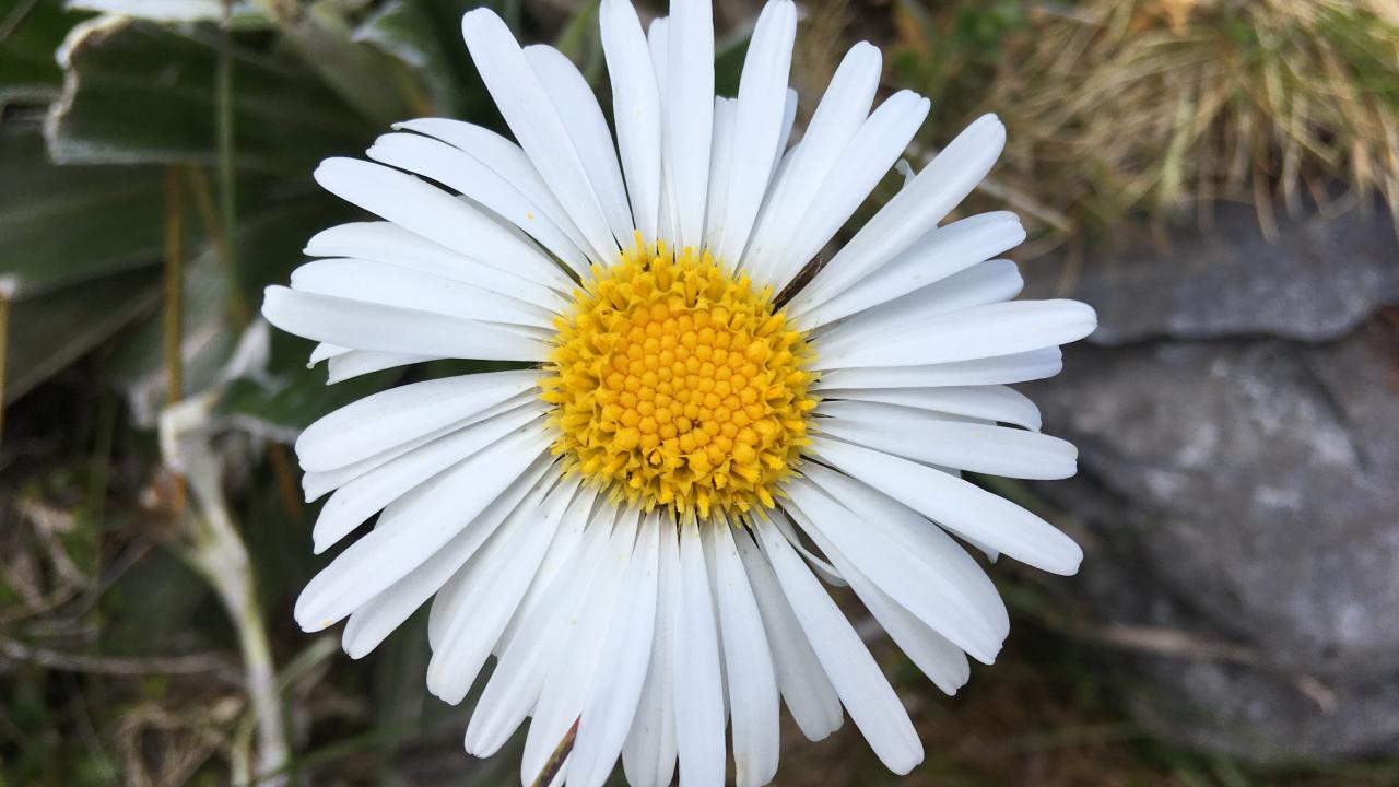 Mountain Daisy