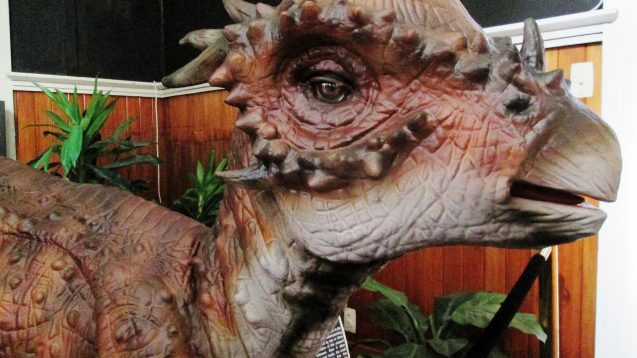 Our very cute Stygimoloch dinosaur.