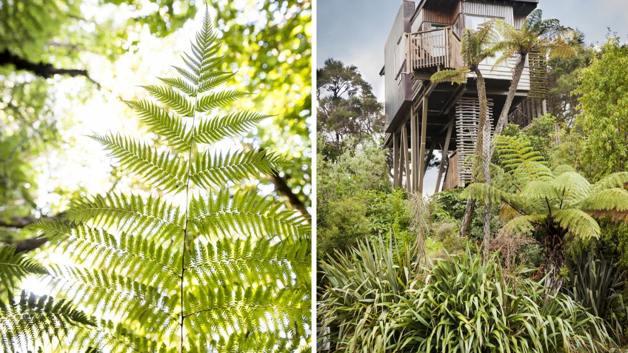 A luxury Treehouse at Hapuku Lodge