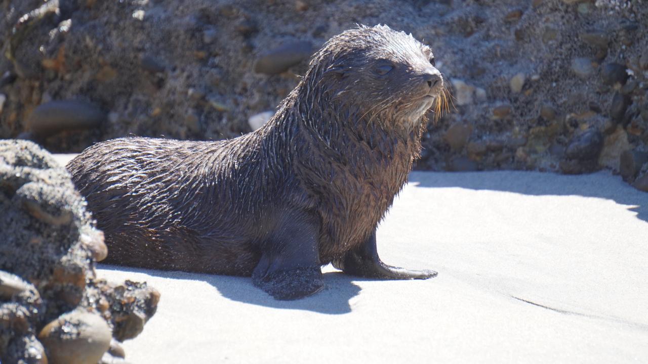 See the wildlife in the Abel Tasman on the 90-minute boat cruise.