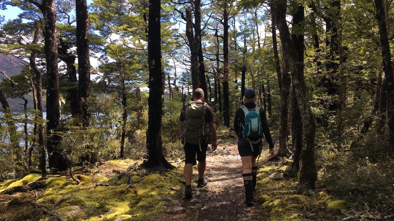 Stunning Beech forest beside lake Rotoiti