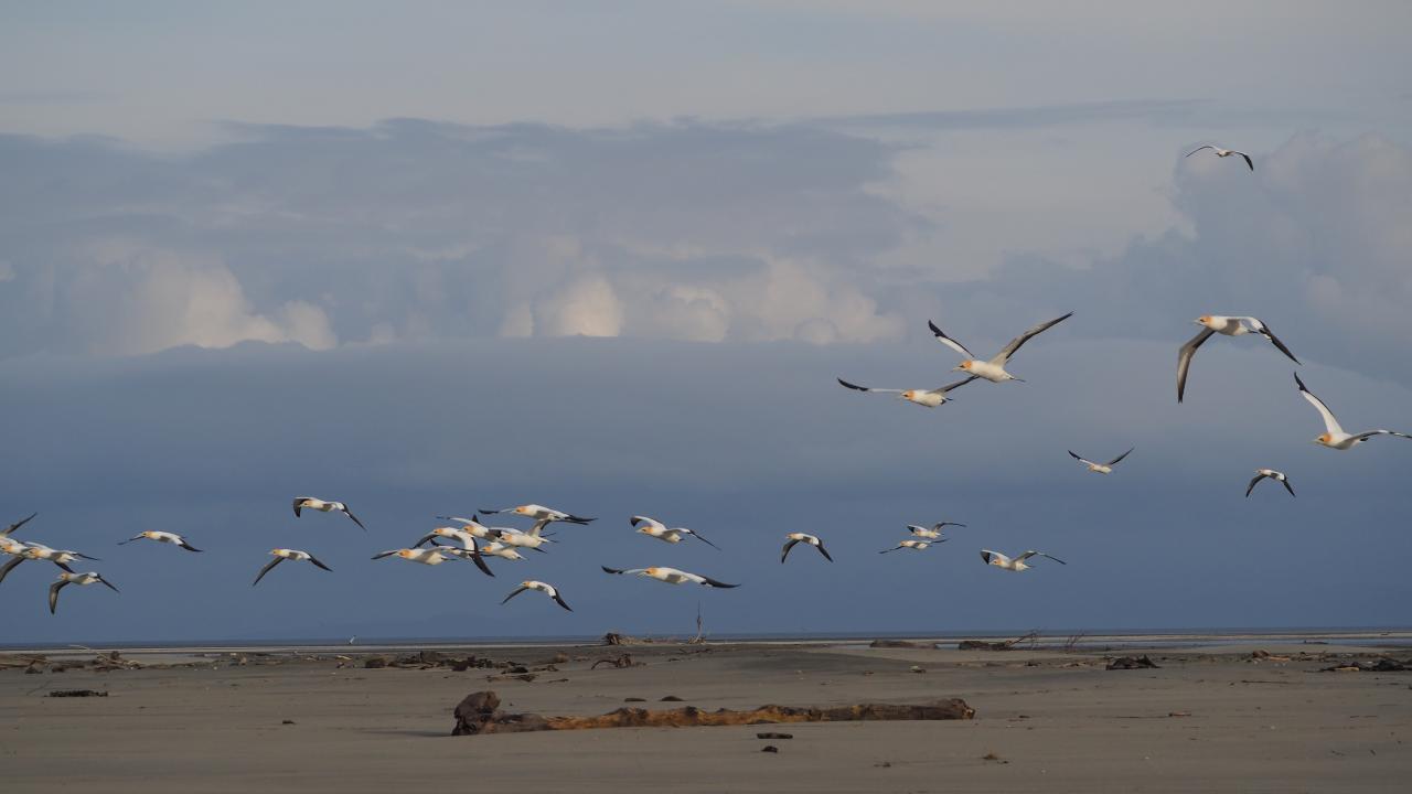 Gannets leaving the Colony on Farewell Spit To feed at sea.