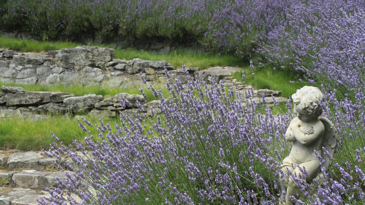 Limestone Amphitheatre
