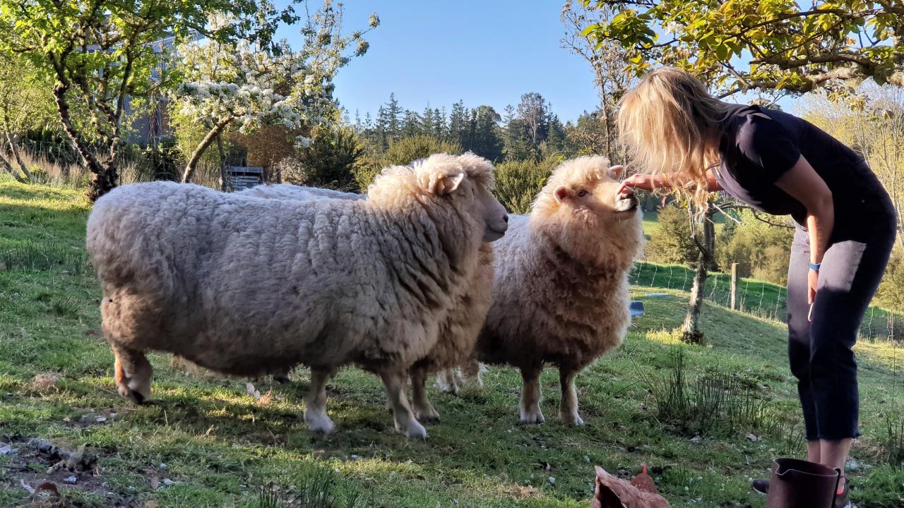 Handfeedable sheep. 7 acres to explore. Wineries, Māpua seaside village, country cycle routes on doorstep.