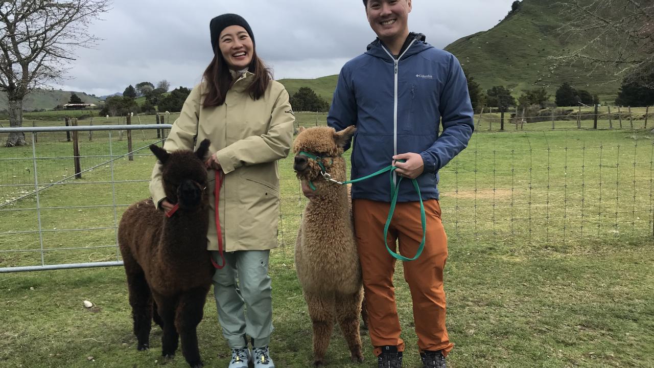 Alpaca walks