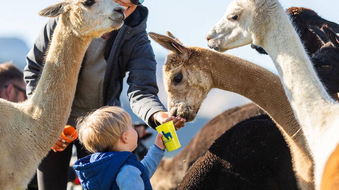 Hand Feed the Alpacas