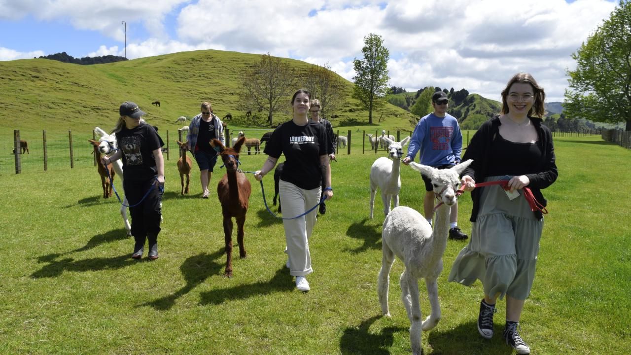 Take an alpaca for a walk