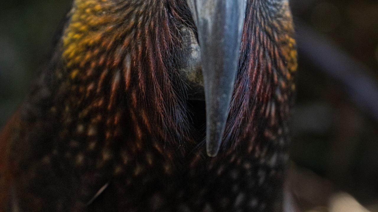 Kaka