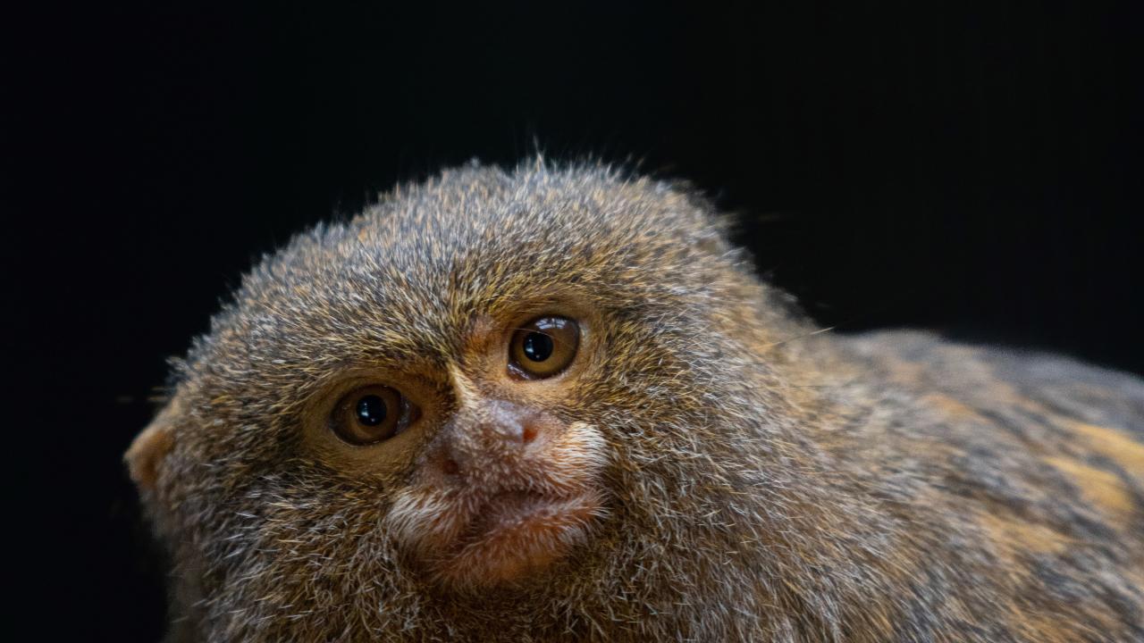 Pygmy Marmoset