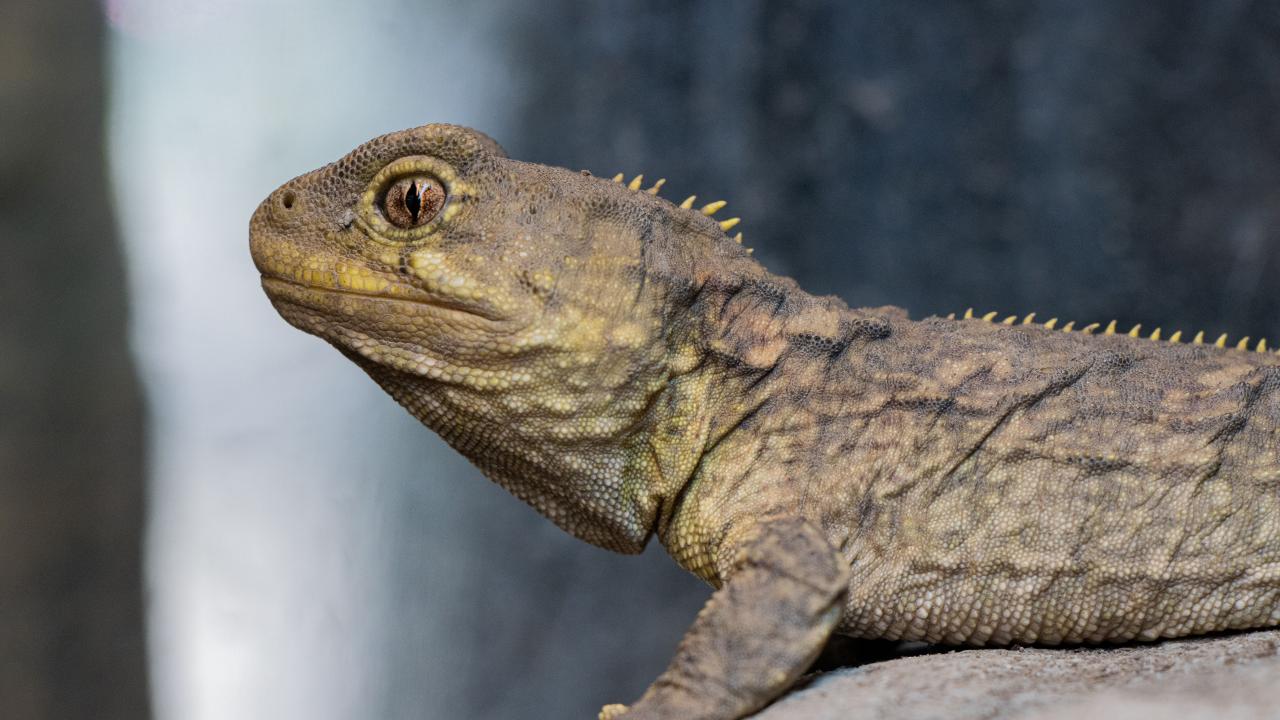 Tuatara