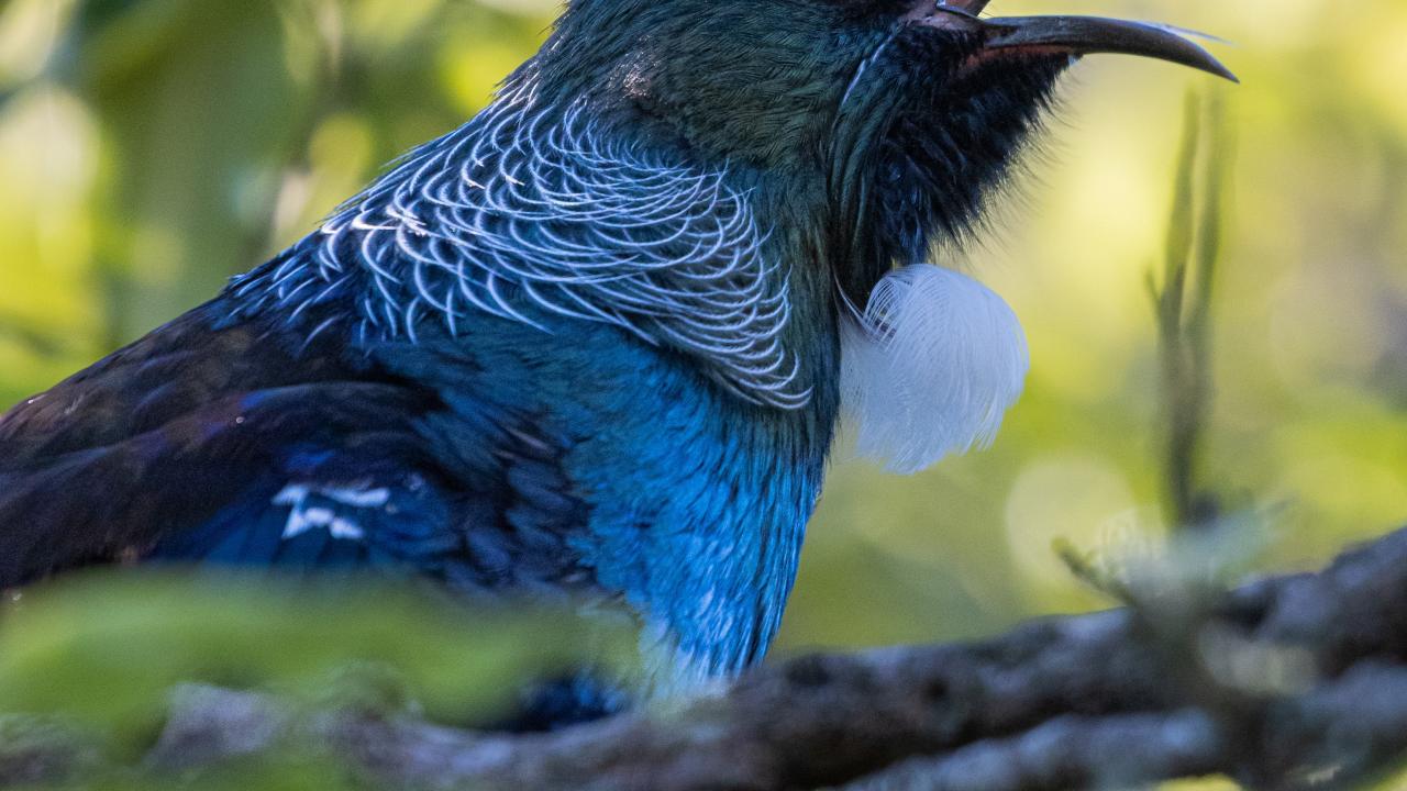Tui