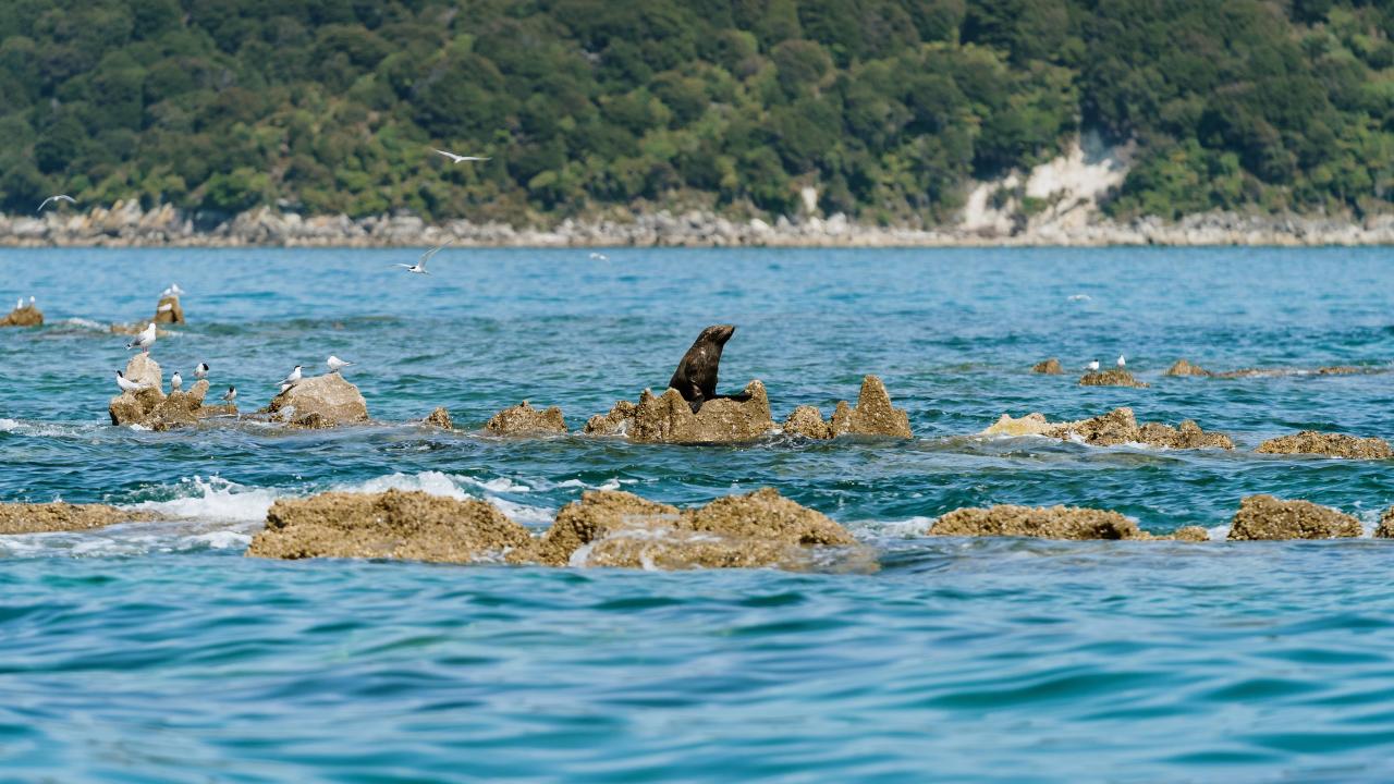 NZ Fur Seals - Abel Tasman Eco Tours