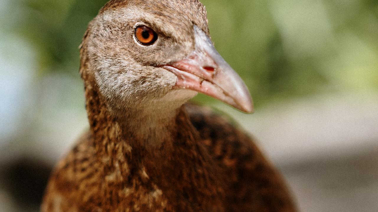 Weka - Abel Tasman Eco Tours