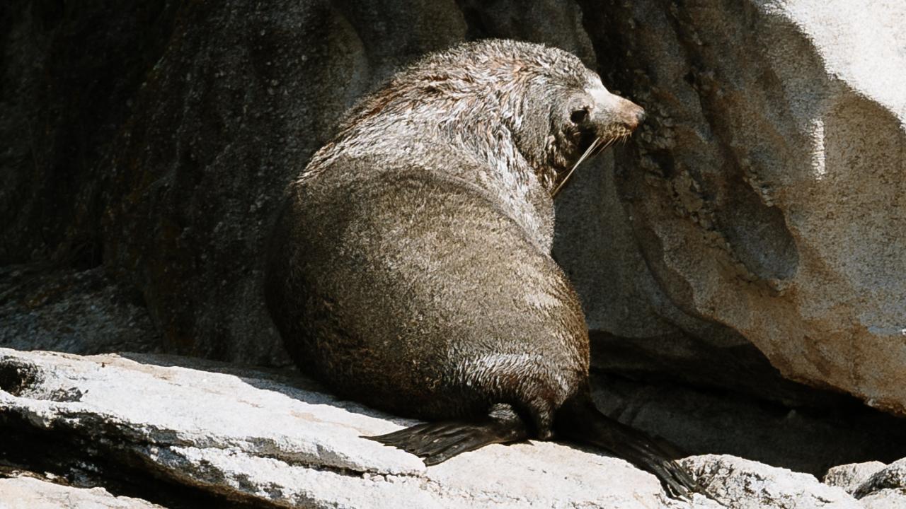 NZ Fur Seal - Abel Tasman Eco Tours