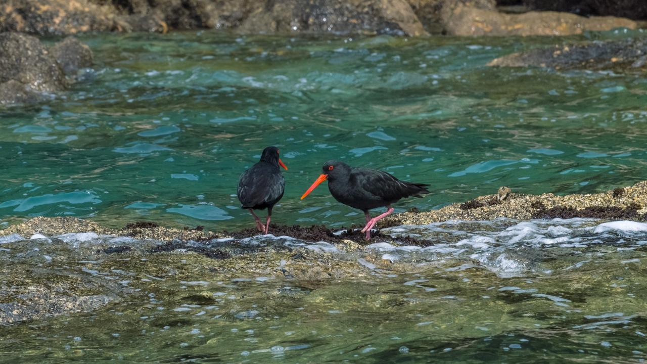 Variable Oystercatchers - Abel Tasman Eco Tours