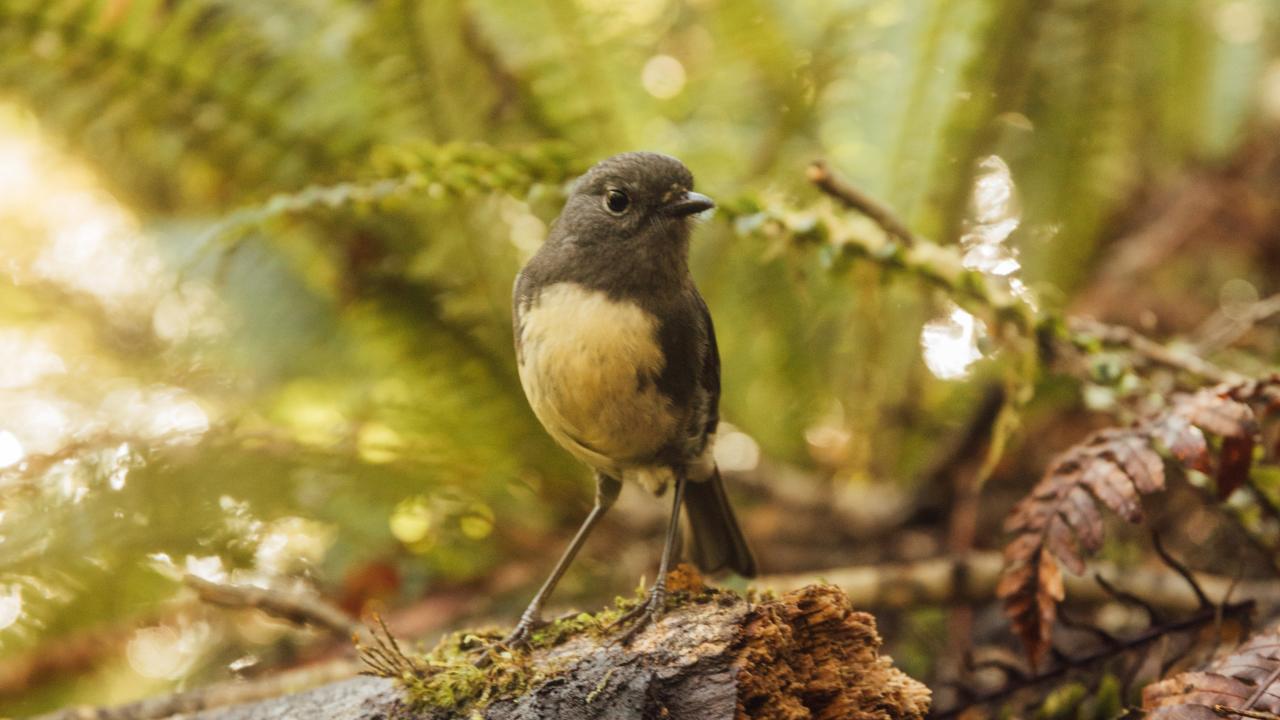 The stars of our rainforest often make their appearance in our guided nature walks and when you go on your own private tramps in the 500-acre forest. 