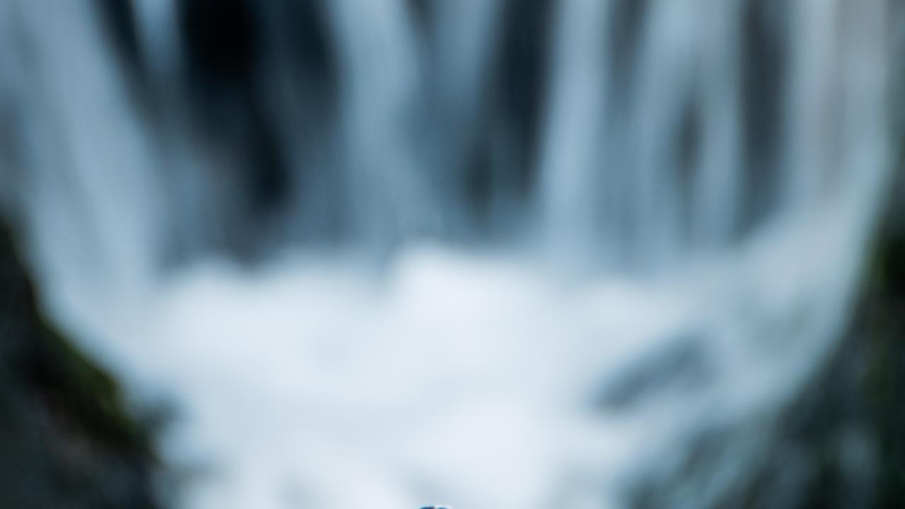 Fantail