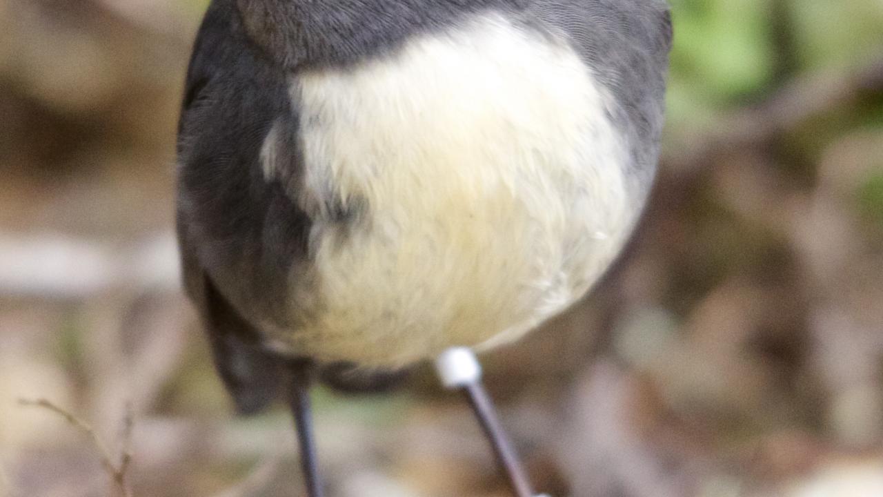 Toutouwai (South Island Robin)