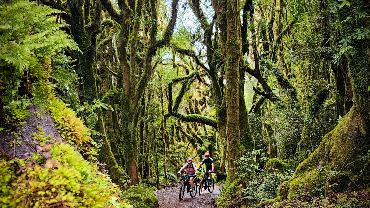 Riding through the forest on Mount Pureora