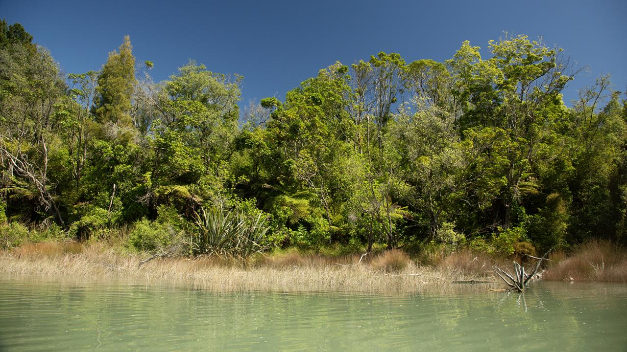 The coastal forest and estuary shore