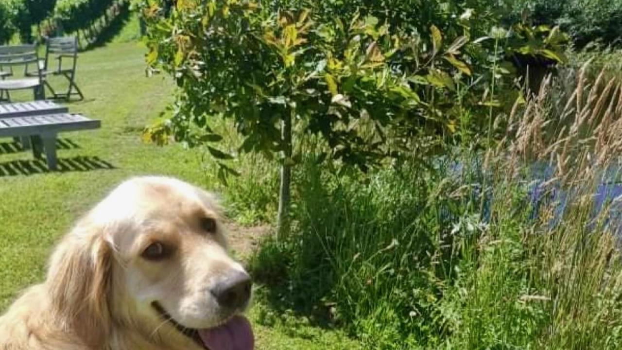 Dogs on leads are welcome