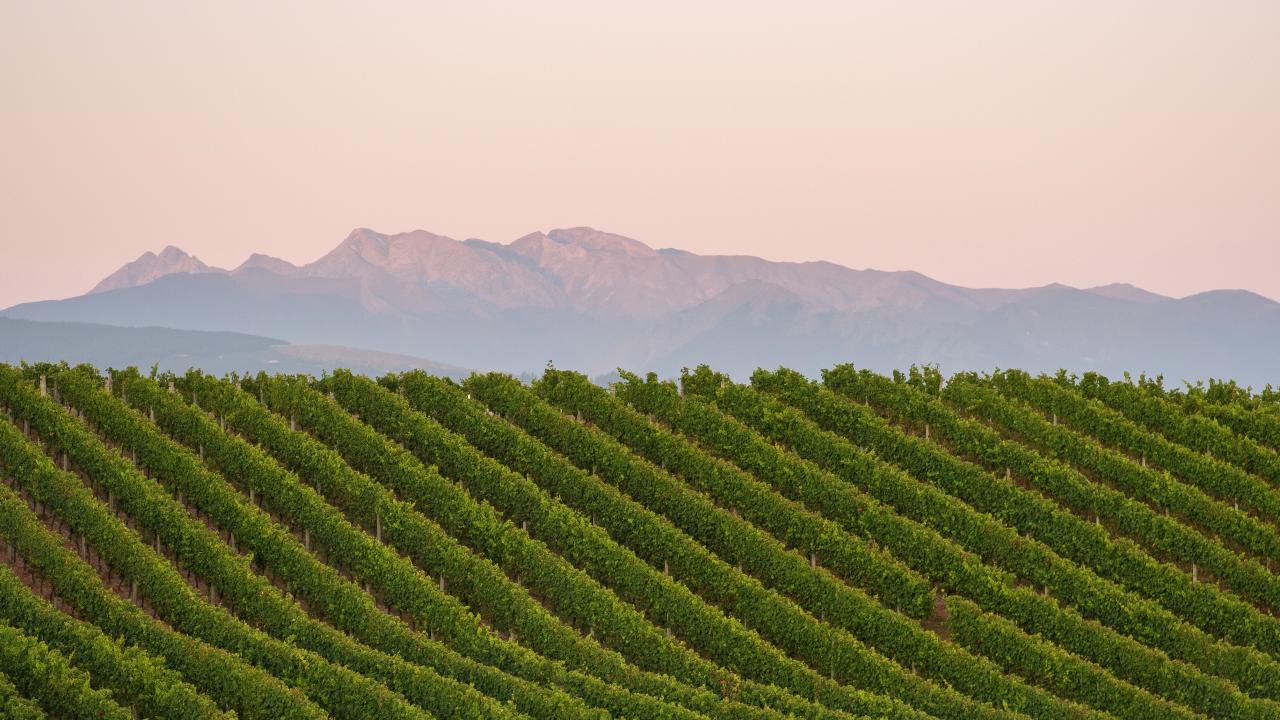 Kahurangi ranges from the Vineyard Walk