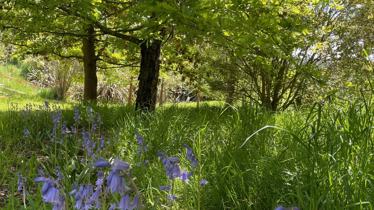 Flaxmore woodland bluebells
