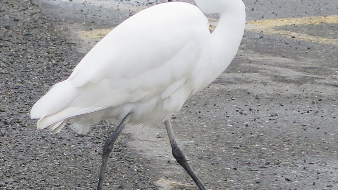white herons everywhere